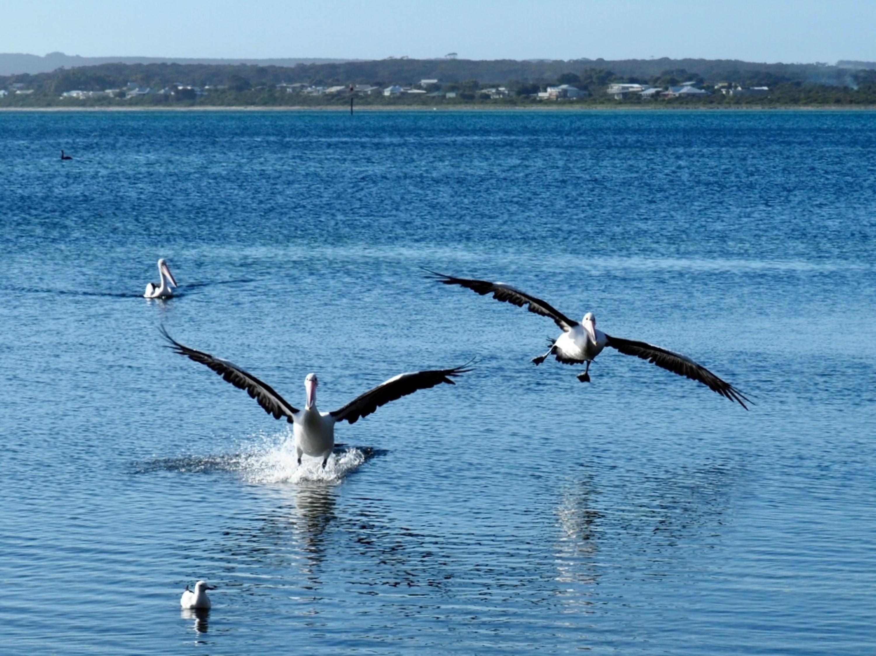 Mercure Kangaroo Island Lodge American River Екстер'єр фото